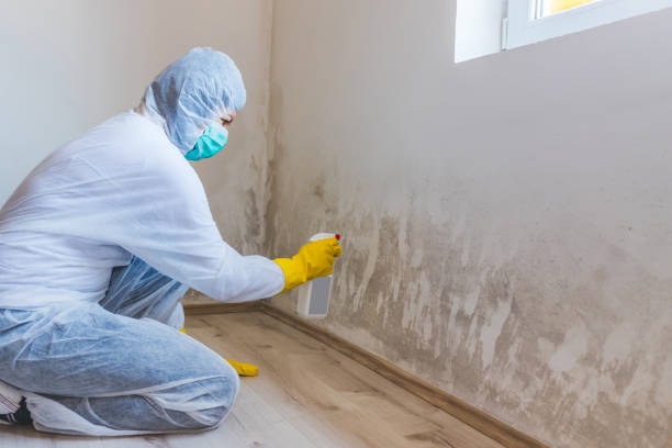 Licensed Basement Mold Remediation service in Nashville, MI - Car Mold Remediation