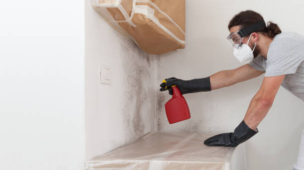 Professional Basement Mold Remediation technician working in Nashville, MI
