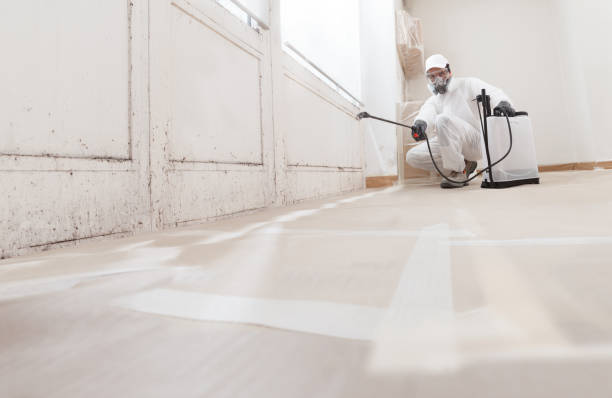 24/7 Emergency Basement Mold Remediation experts in Nashville, MI
