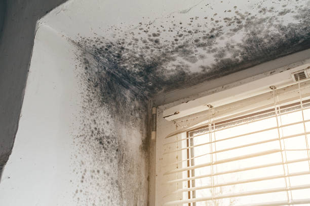 Affordable Basement Mold Remediation solutions in Nashville, MI