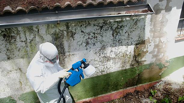 Top rated local Basement Mold Remediation specialists in Nashville, MI